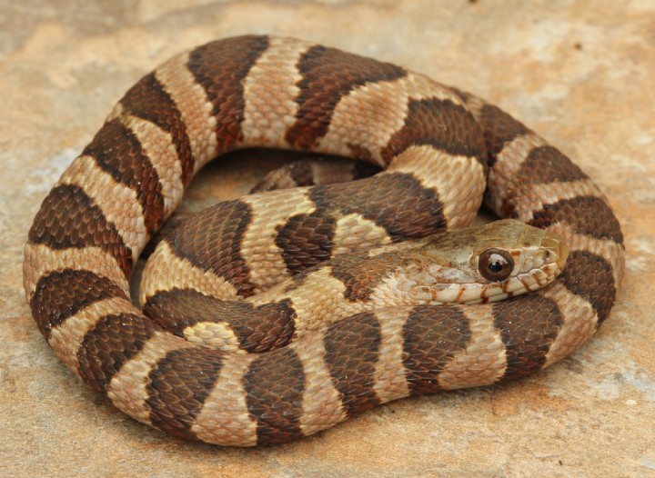 Midland Water Snake